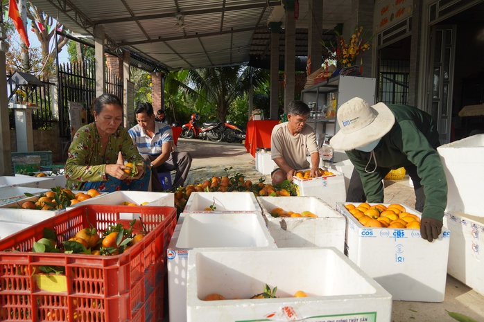 Nhà vườn tất bật thu hoạch quýt hồng ngày cuối để đón Tết - Ảnh 17. Nhà vườn tất bật thu hoạch quýt hồng ngày cuối để đón Tết - Ảnh 17.