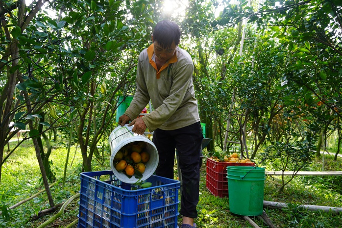 Nhà vườn tất bật thu hoạch quýt hồng ngày cuối để đón Tết - Ảnh 18. Nhà vườn tất bật thu hoạch quýt hồng ngày cuối để đón Tết - Ảnh 18.