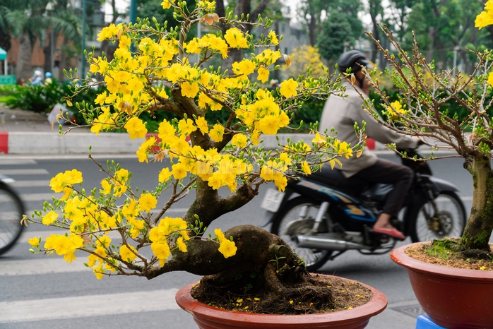 VIDEO: Chiêm ngưỡng cặp mai giảo "khủng" gần 40 năm tuổi, giá 700 triệu đồng ở TPHCM - Ảnh 11.