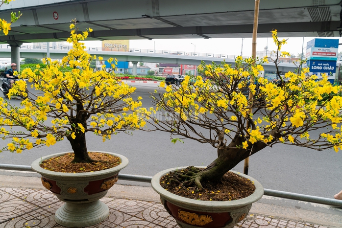 VIDEO: Chiêm ngưỡng cặp mai giảo "khủng" gần 40 năm tuổi, giá 700 triệu đồng ở TPHCM - Ảnh 12.