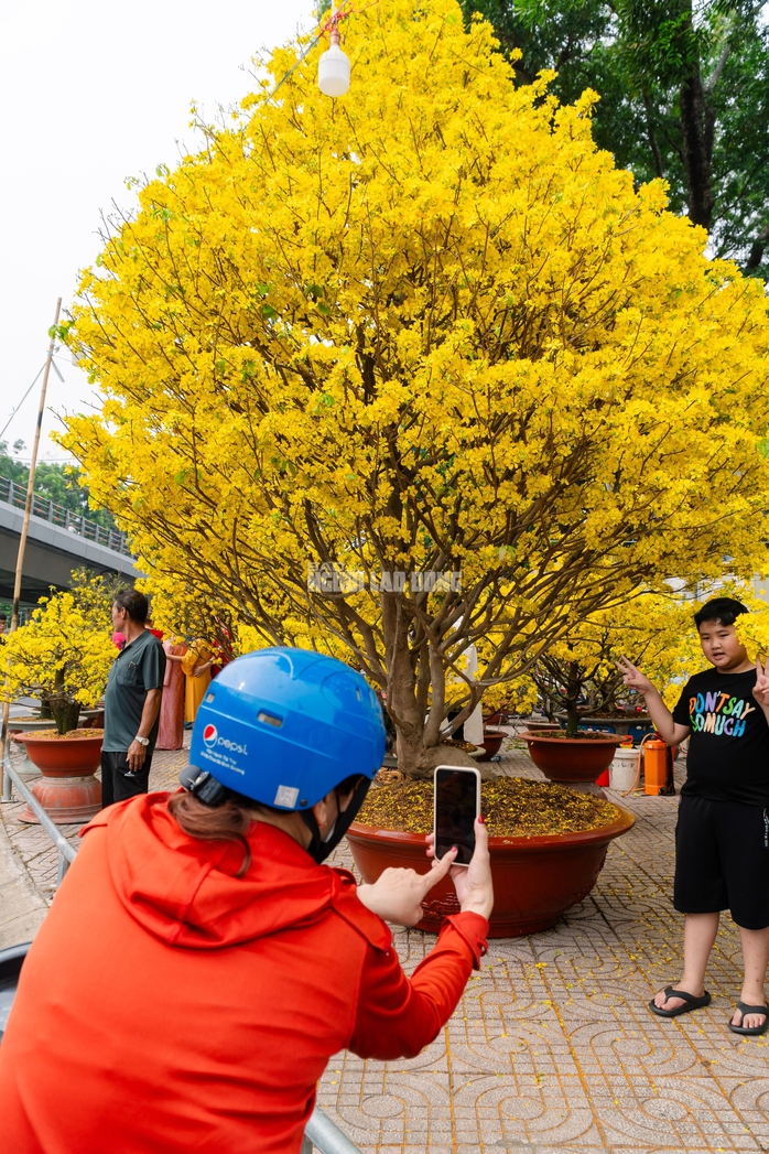 VIDEO: Chiêm ngưỡng cặp mai giảo "khủng" gần 40 năm tuổi, giá 700 triệu đồng ở TPHCM - Ảnh 3.
