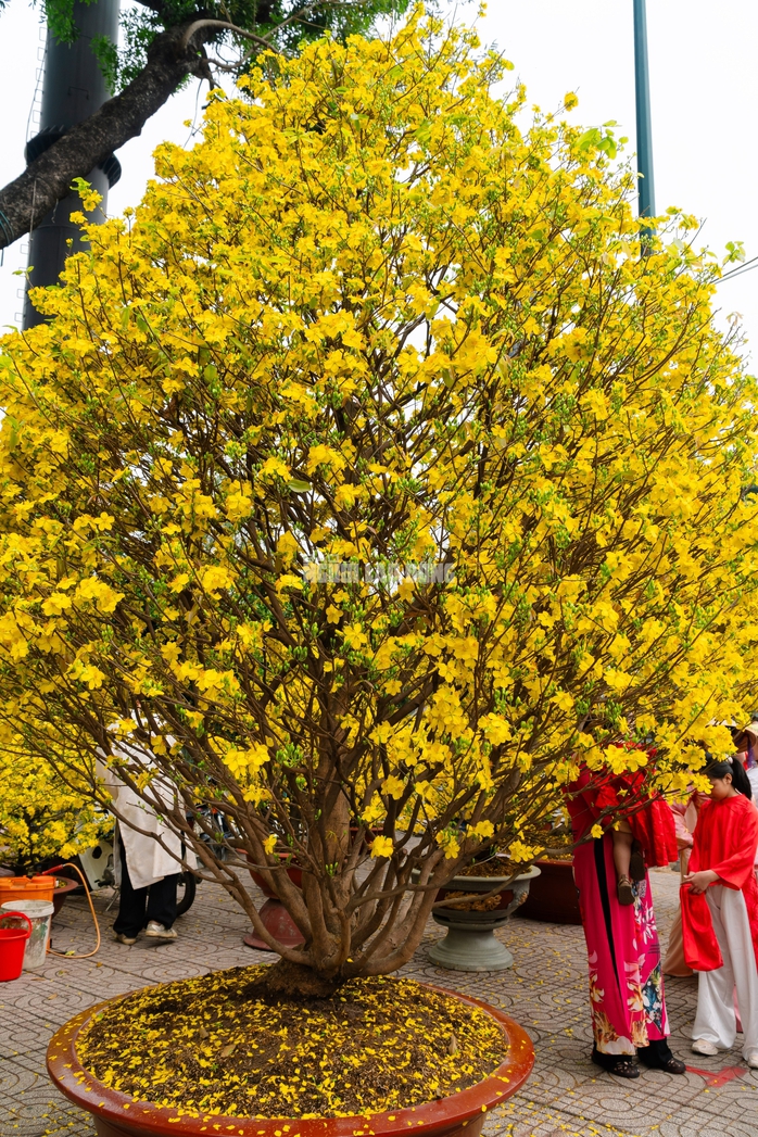 VIDEO: Chiêm ngưỡng cặp mai giảo "khủng" gần 40 năm tuổi, giá 700 triệu đồng ở TPHCM - Ảnh 4.