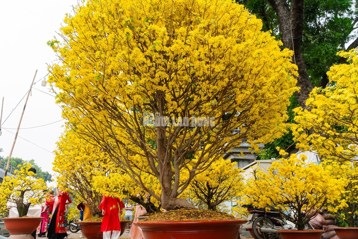 VIDEO: Chiêm ngưỡng cặp mai giảo "khủng" gần 40 năm tuổi, giá 700 triệu đồng ở TPHCM - Ảnh 5.