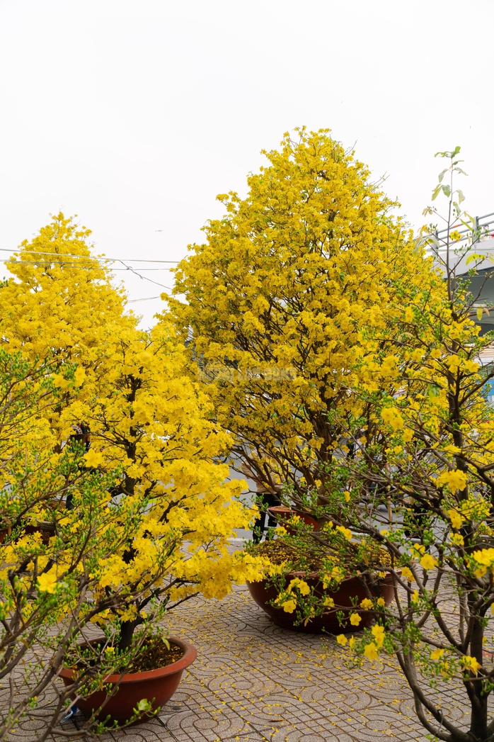 VIDEO: Chiêm ngưỡng cặp mai giảo "khủng" gần 40 năm tuổi, giá 700 triệu đồng ở TPHCM - Ảnh 6.