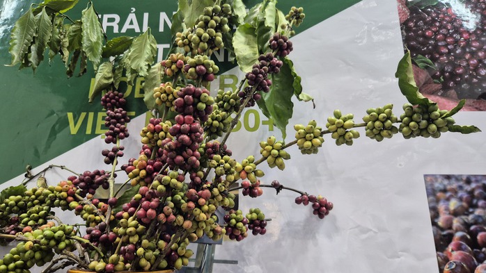 Năm ho&agrave;ng kim của c&agrave; ph&ecirc; Việt Nam với gi&aacute; trị xuất khẩu kỷ lục 9 tỉ USD năm 2025 - Ảnh 3.