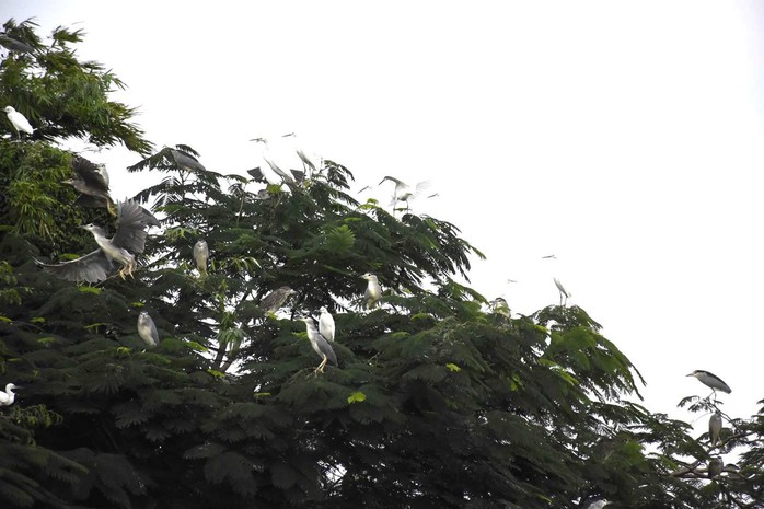 Kỳ b&iacute; đảo C&ograve; Hải Dương &ndash; "vương quốc" của hơn 20.000 chim trời - Ảnh 3.