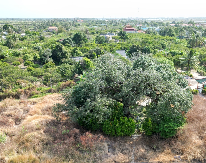 VIDEO: C&acirc;y xo&agrave;i hơn 300 tuổi ở C&agrave; Mau v&agrave; giai thoại "thần hổ" - Ảnh 1.