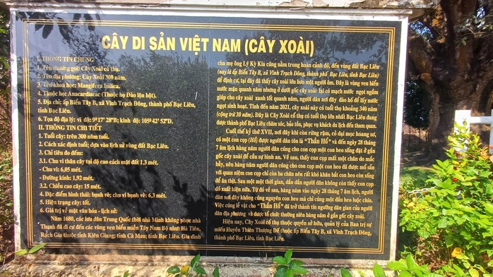 VIDEO: C&acirc;y xo&agrave;i hơn 300 tuổi ở C&agrave; Mau v&agrave; giai thoại "thần hổ" - Ảnh 2.