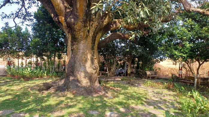 VIDEO: C&acirc;y xo&agrave;i hơn 300 tuổi ở C&agrave; Mau v&agrave; giai thoại "thần hổ" - Ảnh 3.