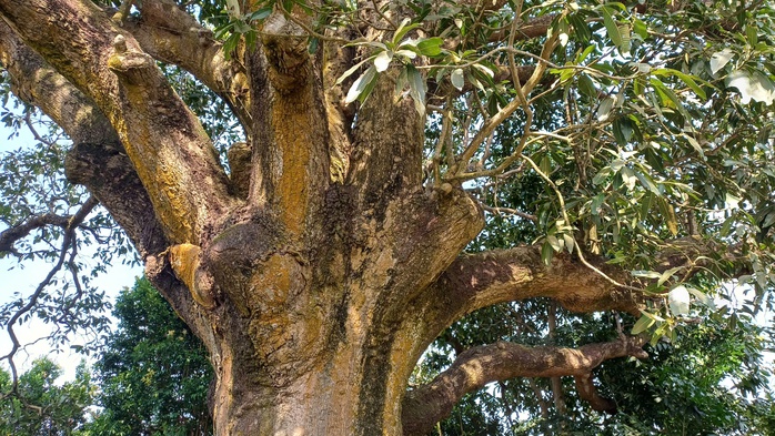 VIDEO: C&acirc;y xo&agrave;i hơn 300 tuổi ở C&agrave; Mau v&agrave; giai thoại "thần hổ" - Ảnh 4.