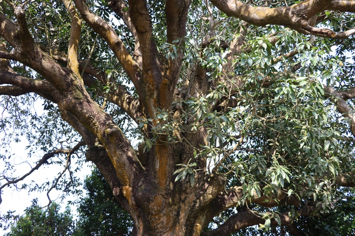 VIDEO: C&acirc;y xo&agrave;i hơn 300 tuổi ở C&agrave; Mau v&agrave; giai thoại "thần hổ" - Ảnh 6.