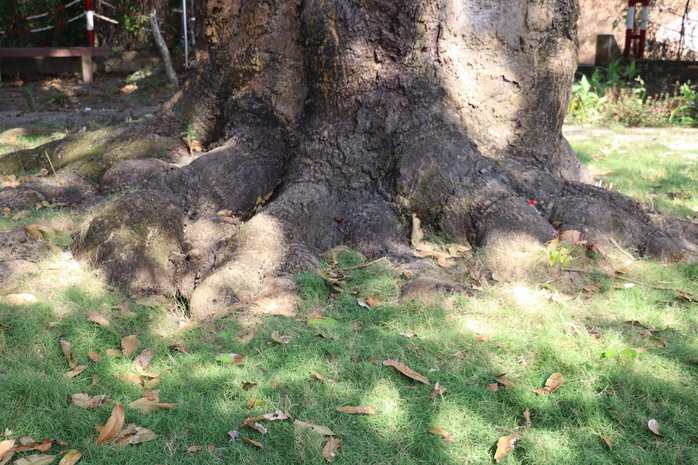 VIDEO: C&acirc;y xo&agrave;i hơn 300 tuổi ở C&agrave; Mau v&agrave; giai thoại "thần hổ" - Ảnh 7.