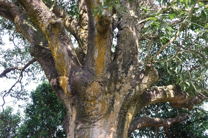 VIDEO: C&acirc;y xo&agrave;i hơn 300 tuổi ở C&agrave; Mau v&agrave; giai thoại "thần hổ" - Ảnh 5.