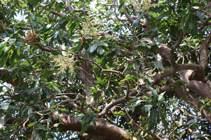 VIDEO: C&acirc;y xo&agrave;i hơn 300 tuổi ở C&agrave; Mau v&agrave; giai thoại "thần hổ" - Ảnh 8.