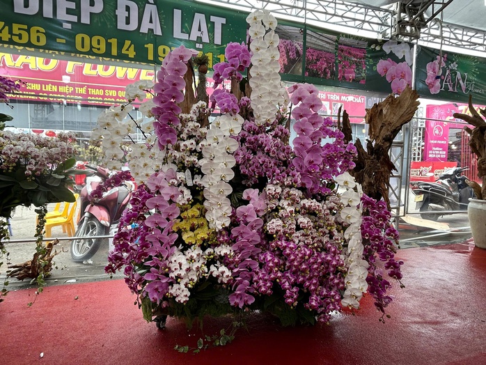 Lan hồ điệp mini h&uacute;t kh&aacute;ch dịp Tết B&iacute;nh Ngọ 2026 , chậu tiền tỉ vắng b&oacute;ng - Ảnh 4.