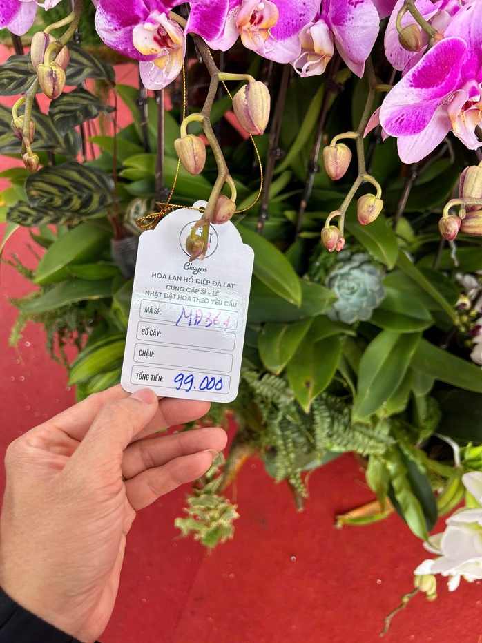 Lan hồ điệp mini h&uacute;t kh&aacute;ch dịp Tết B&iacute;nh Ngọ 2026 , chậu tiền tỉ vắng b&oacute;ng - Ảnh 6.