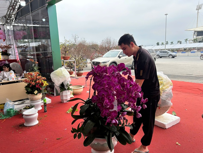 Lan hồ điệp mini h&uacute;t kh&aacute;ch dịp Tết B&iacute;nh Ngọ 2026 , chậu tiền tỉ vắng b&oacute;ng - Ảnh 11.