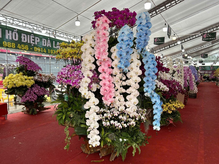 Lan hồ điệp mini h&uacute;t kh&aacute;ch dịp Tết B&iacute;nh Ngọ 2026 , chậu tiền tỉ vắng b&oacute;ng - Ảnh 3.