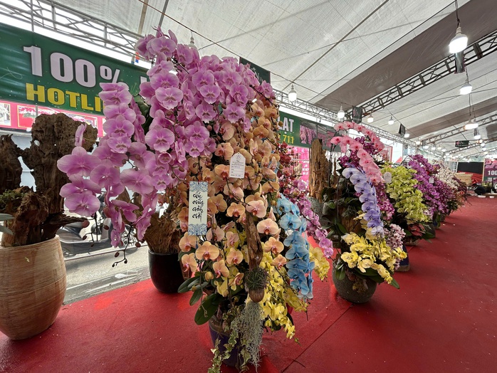 Lan hồ điệp mini h&uacute;t kh&aacute;ch dịp Tết B&iacute;nh Ngọ 2026 , chậu tiền tỉ vắng b&oacute;ng - Ảnh 8.