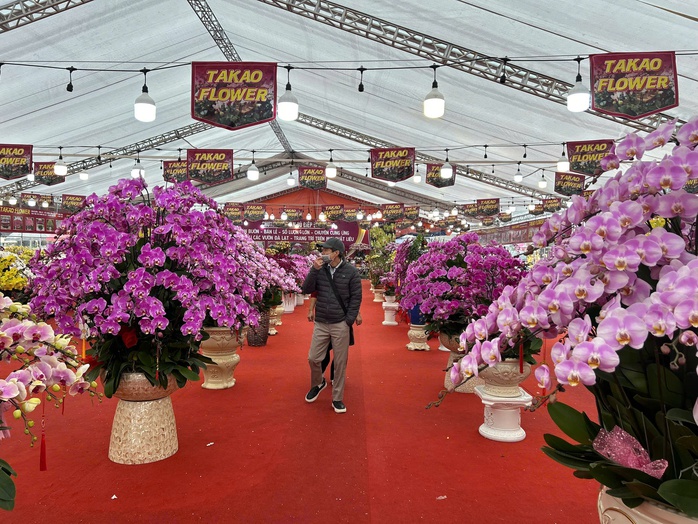 Lan hồ điệp mini h&uacute;t kh&aacute;ch dịp Tết B&iacute;nh Ngọ 2026 , chậu tiền tỉ vắng b&oacute;ng - Ảnh 1.