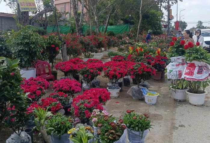 L&agrave;ng hoa rực rỡ sắc xu&acirc;n trong những ng&agrave;y gi&aacute;p Tết Nguy&ecirc;n đ&aacute;n - Ảnh 7.