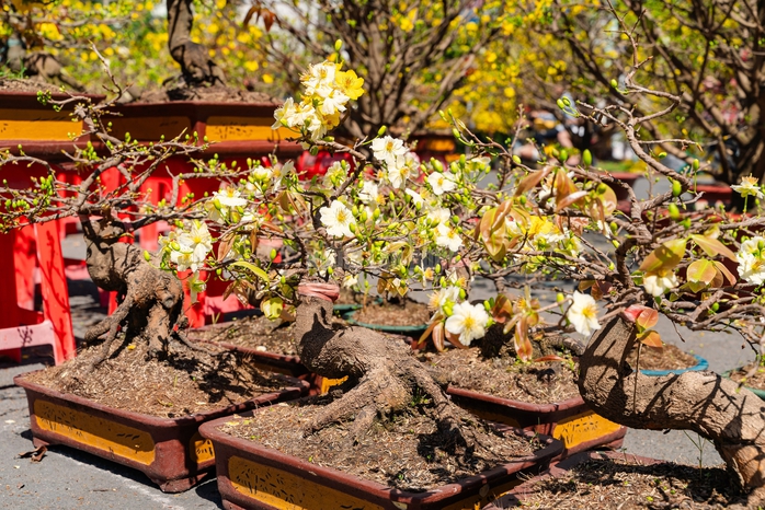 VIDEO: Xả hoa Tết gi&aacute; 100.000 đồng vắng kh&aacute;ch v&agrave;o trưa 29 Tết tại TPHCM - Ảnh 4.