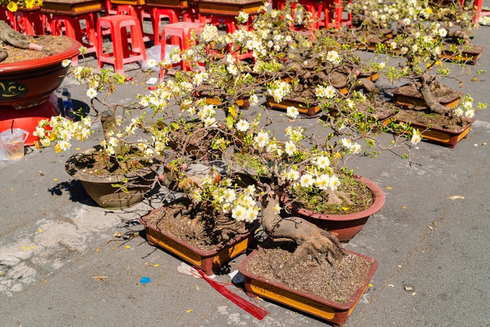 VIDEO: Xả hoa Tết gi&aacute; 100.000 đồng vắng kh&aacute;ch v&agrave;o trưa 29 Tết tại TPHCM - Ảnh 5.