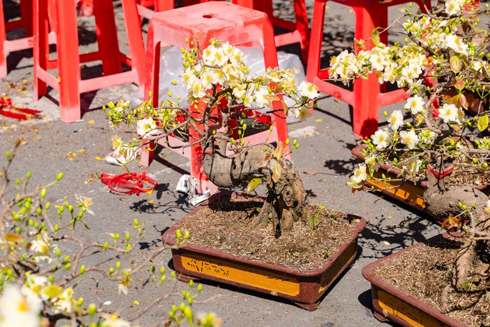 VIDEO: Xả hoa Tết gi&aacute; 100.000 đồng vắng kh&aacute;ch v&agrave;o trưa 29 Tết tại TPHCM - Ảnh 6.