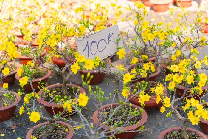 VIDEO: Xả hoa Tết gi&aacute; 100.000 đồng vắng kh&aacute;ch v&agrave;o trưa 29 Tết tại TPHCM - Ảnh 7.