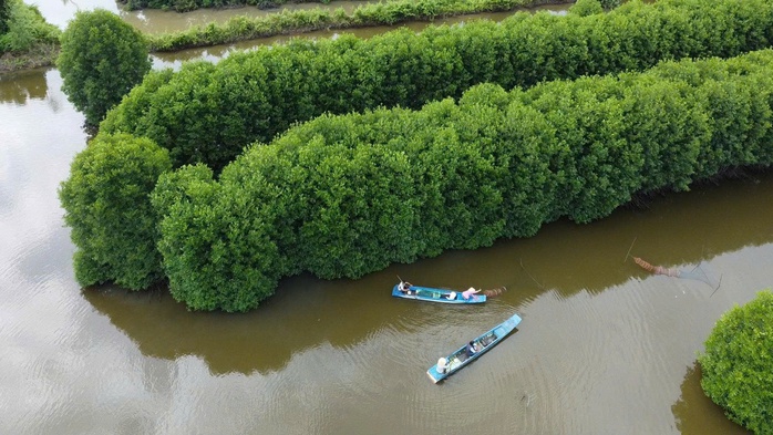 VIDEO: Thu hoạch đặc sản tỉ USD ở C&agrave; Mau - Ảnh 1.