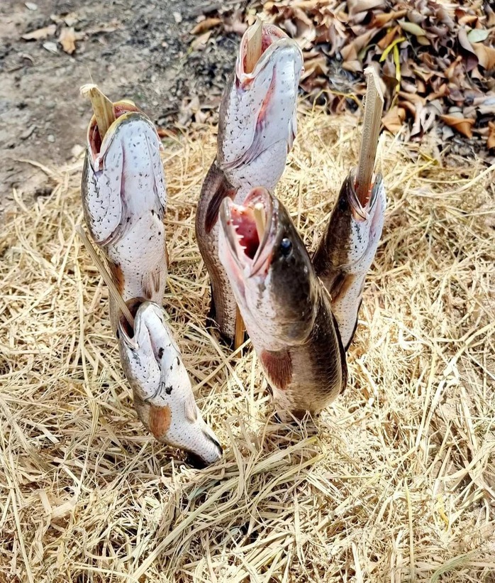 VIDEO: Đặt hầm bắt c&aacute; l&oacute;c "chạy mặn" ăn Tết - Ảnh 11.