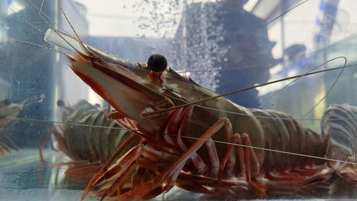 VIDEO: Thu hoạch đặc sản tỉ USD ở C&agrave; Mau - Ảnh 2.