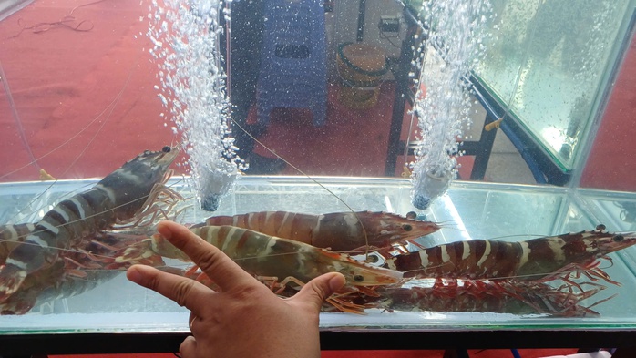 VIDEO: Thu hoạch đặc sản tỉ USD ở C&agrave; Mau - Ảnh 3.