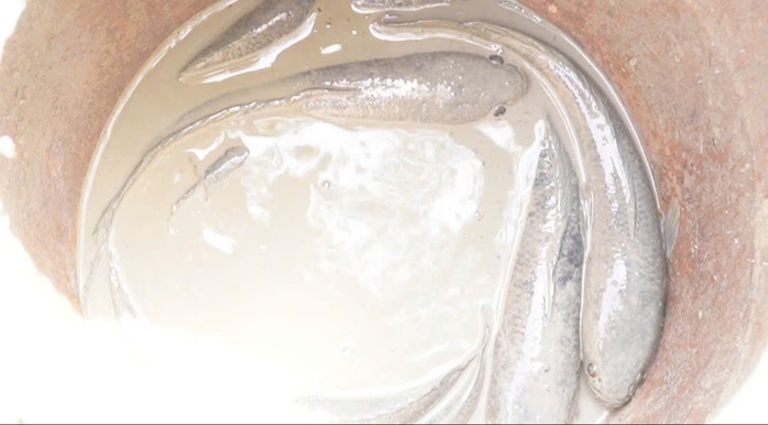 VIDEO: Đặt hầm bắt c&aacute; l&oacute;c "chạy mặn" ăn Tết - Ảnh 4.