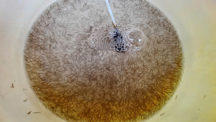 VIDEO: Thu hoạch đặc sản tỉ USD ở C&agrave; Mau - Ảnh 4.