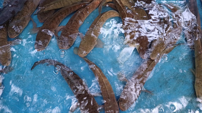 VIDEO: Đặt hầm bắt c&aacute; l&oacute;c "chạy mặn" ăn Tết - Ảnh 5.