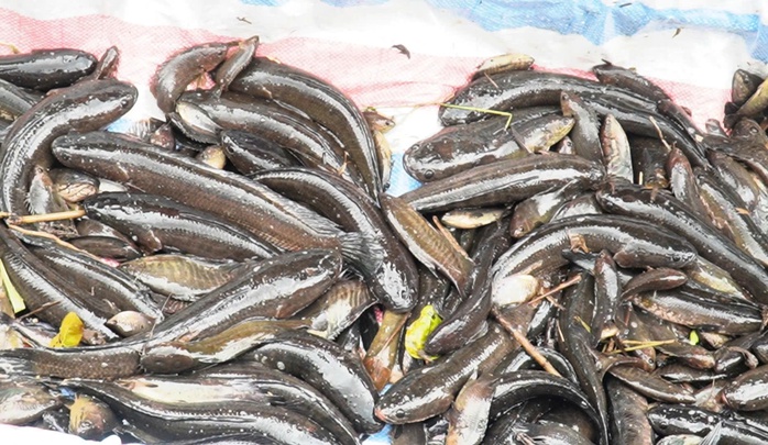 VIDEO: Đặt hầm bắt c&aacute; l&oacute;c "chạy mặn" ăn Tết - Ảnh 6.