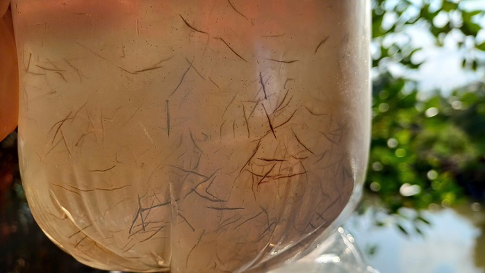 VIDEO: Thu hoạch đặc sản tỉ USD ở C&agrave; Mau - Ảnh 7.