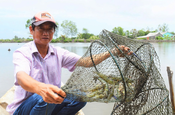 VIDEO: Thu hoạch đặc sản tỉ USD ở C&agrave; Mau - Ảnh 8.