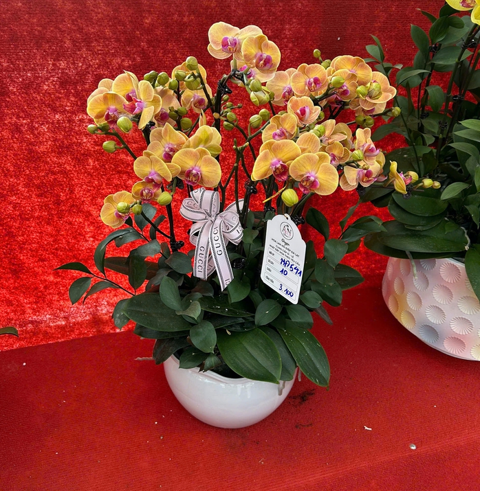 Lan hồ điệp mini h&uacute;t kh&aacute;ch dịp Tết B&iacute;nh Ngọ 2026 , chậu tiền tỉ vắng b&oacute;ng - Ảnh 12.