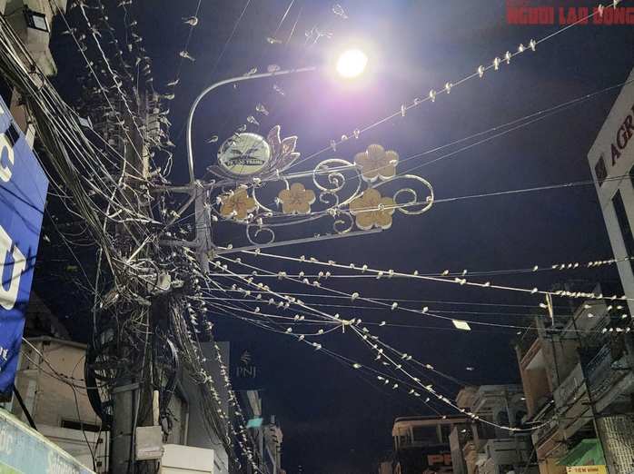 C&aacute;ch người d&acirc;n Cần Thơ xua đuổi chim &eacute;n tr&uacute; ngụ g&acirc;y &ocirc; nhiễm m&ocirc;i trường - Ảnh 2.