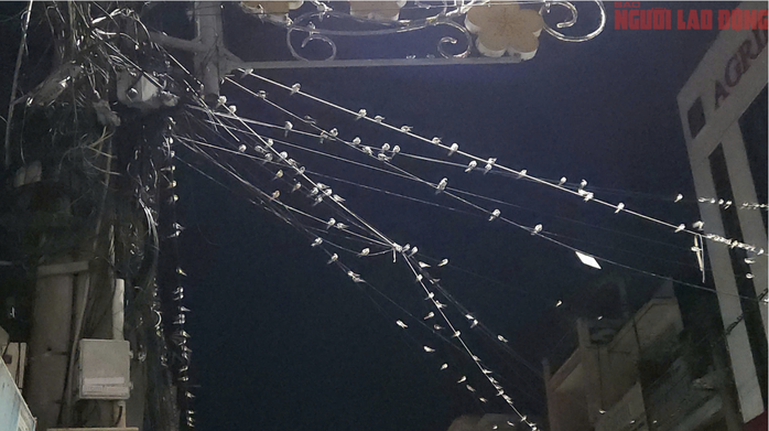 C&aacute;ch người d&acirc;n Cần Thơ xua đuổi chim &eacute;n tr&uacute; ngụ g&acirc;y &ocirc; nhiễm m&ocirc;i trường - Ảnh 1.