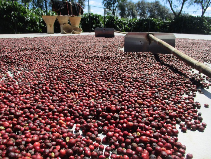 Gi&aacute; c&agrave; ph&ecirc; h&ocirc;m nay 17 - 2: Xu hướng tăng giảm v&agrave; ảnh hưởng từ Tết Nguy&ecirc;n đ&aacute;n 2026 - Ảnh 2.