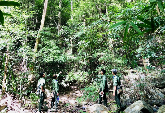 G&aacute;c niềm ri&ecirc;ng, giữ rừng xuy&ecirc;n Tết - Ảnh 5.