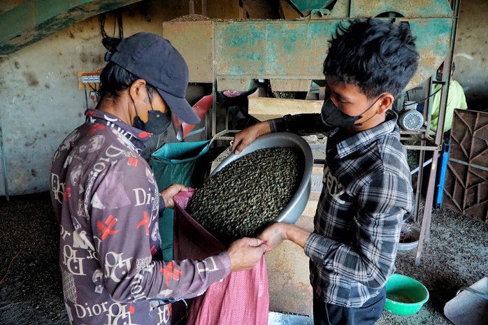 Đưa cà phê Đăk Hà vươn xa - Ảnh 3.