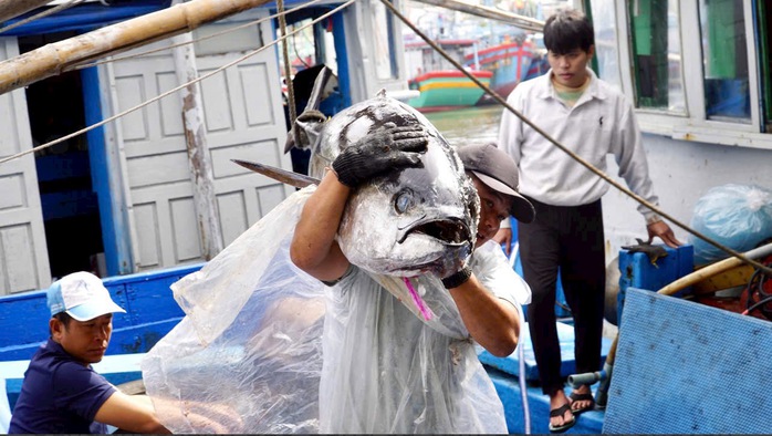 &ldquo;Thủ phủ&rdquo; c&aacute; ngừ đại dương v&agrave; những chuyến biển bạc tỉ - Ảnh 2.