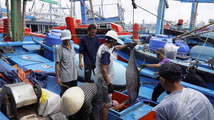 &ldquo;Thủ phủ&rdquo; c&aacute; ngừ đại dương v&agrave; những chuyến biển bạc tỉ - Ảnh 1.