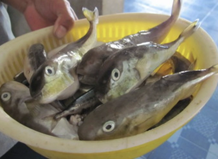 Hai người nghi ngộ độc sau khi ăn c&aacute; n&oacute;c ở Quảng Ninh - Ảnh 1.