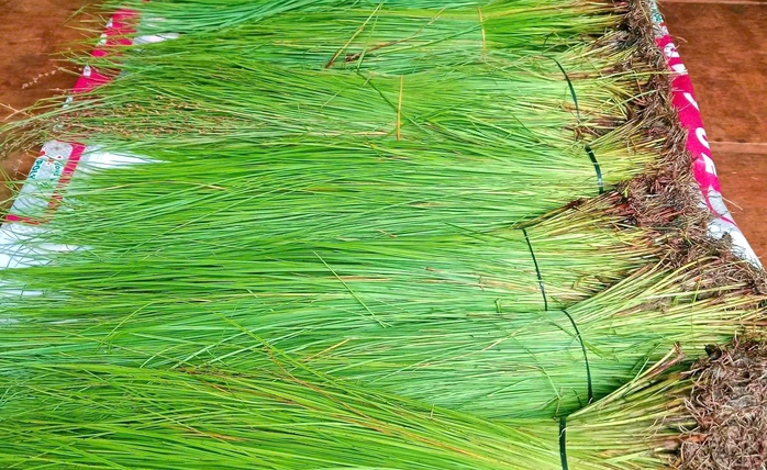 Muối cỏ thơm J ' rai: Gia vị độc đ&aacute;o trong ẩm thực T&acirc;y Nguy&ecirc;n 2026 - Ảnh 1.