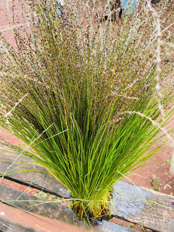 Muối cỏ thơm J ' rai: Gia vị độc đ&aacute;o trong ẩm thực T&acirc;y Nguy&ecirc;n 2026 - Ảnh 3.